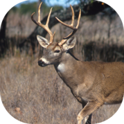 White-tailed deer buck