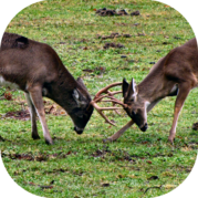 Bucks sparring in field 