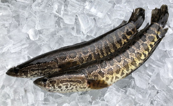 Snakeheads caught in Gwinnett County (special to DNR)