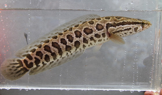 Juvenile snakehead caught by DNR in Gwinnett (DNR)
