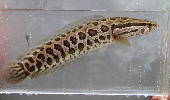 Juvenile snakehead