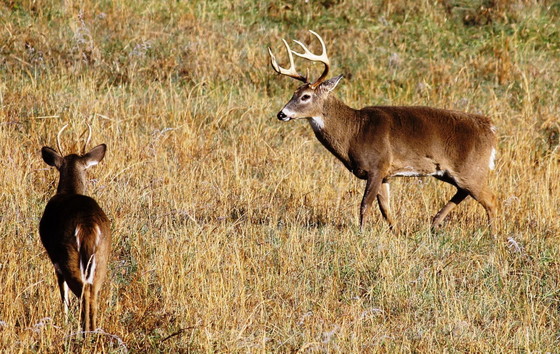 Bucks in field (Steve Kyles)