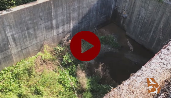 How to get a deer out of a 40-foot-deep retention basin? Call  UWP. (DNR)