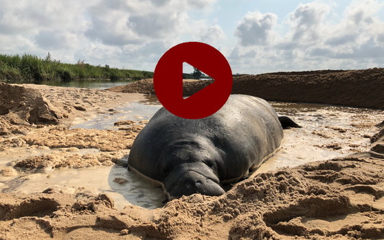 Clearwater Marine Aquarium Research Institute and DNR staff assess the stranded manatee. (DNR, taken under USFWS permit MA37808A)