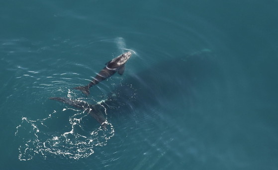 Right whale calving season's first calf (Clearwater Marine Aquarium/taken under NOAA permit 20556-01)