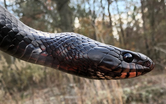Male eastern indigo snake (Matt Moore/DNR)