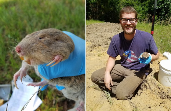 Researcher J.T. Pynne with gophers in hand