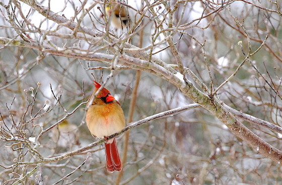 When cold hits, backyard birds like this female northern cardinal can suffer (Terry W. Johnson)