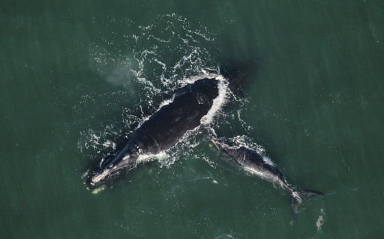 Right whale No. 2223 and her fourth calf (Clearwater Marine Aquarium/NOAA permit 20556-01)