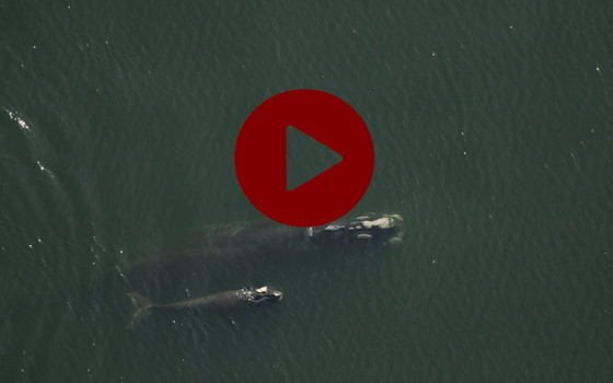 Right whale mom 2360 and injured calf (DNR/NMFS ESA permit 1886-04)