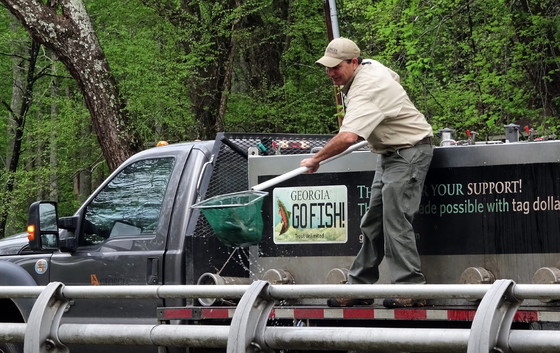 WRD's John Lee Thompson stocks trout from a bridge. (Chris Shaffer/DNR)