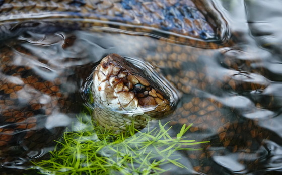 Cottonmouth in Bulloch County
