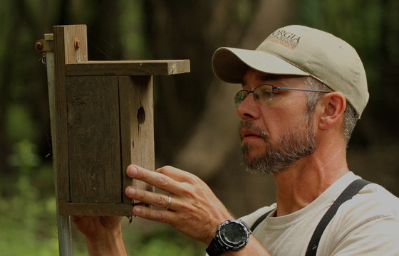 DNR's Joe Burnam checks a prothonotary warbler nest box on River Creek WMA (Josiah Lavender/DNR)