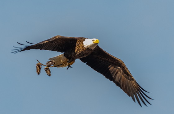 Bald eagle carrying nesting material (Jenny Burdette/Georgia Nature Photographers Association)