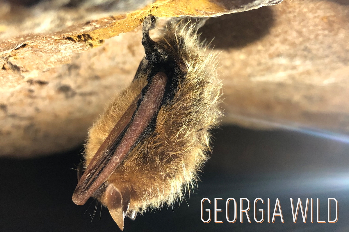 Georgia Wild masthead: tri-colored bat in a Georgia cave 