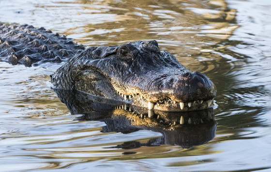 Adult alligator (Marcia Brandes/GNPA)