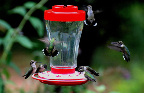 One of Terry's latest columns addresses concerns about fewer humminbirds. (Hummers at feeder/Terry W. Johnson)