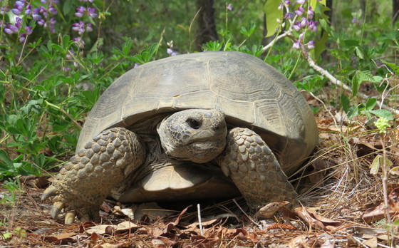 Gopher tortoise (Dirk J. Stevenson)