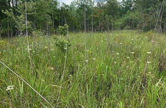The white blooms of Canby’s dropwort dot a private conservation site in Vienna. (Carlee Steppe/DNR)