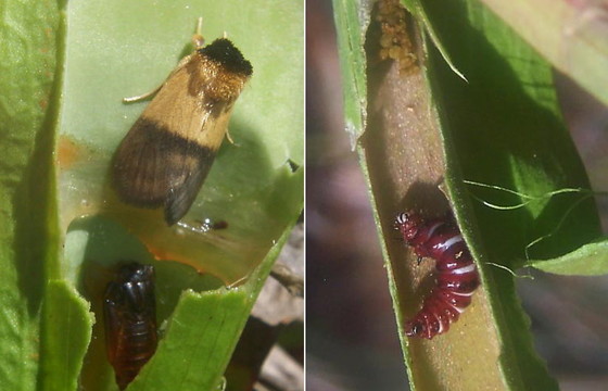 A pitcherplant mining moth and caterpillar (Hannah Nendick-Mason)