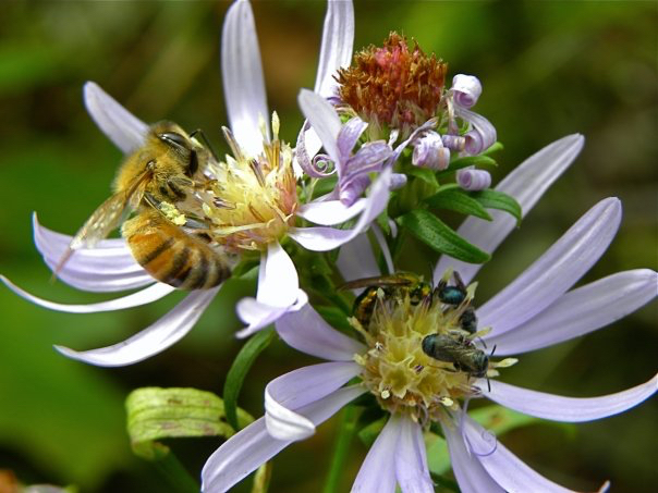 Honey bee on aster (Linda May/DNR)