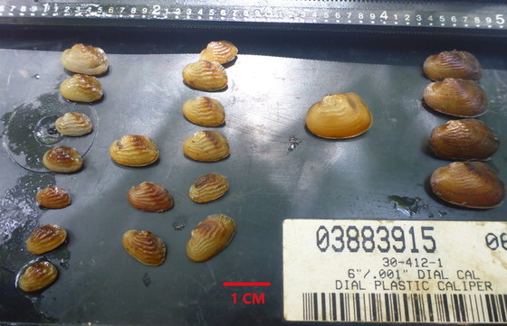 Though small in size, the juvenile mussels (left, compared to adults on right) are big finds. (Matt Rowe/DNR)