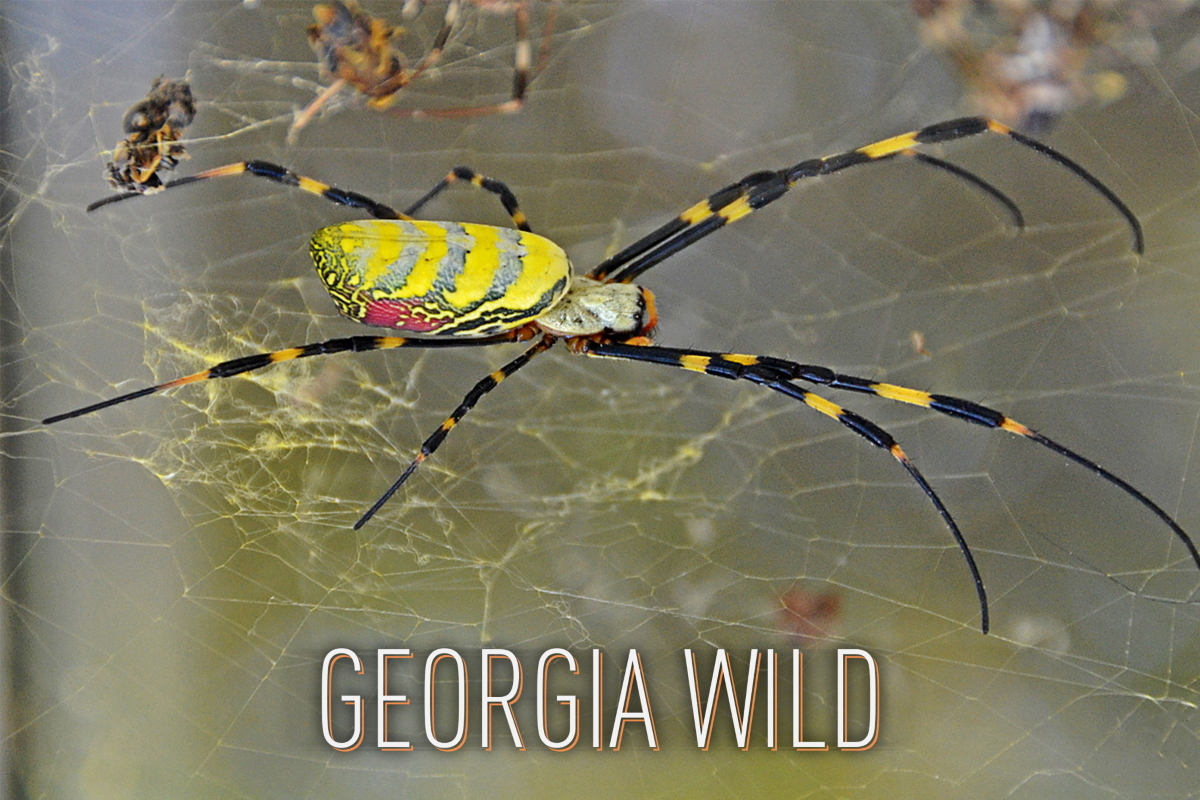 Georgia Wild masthead: joro spider (Jeremy Howell/UGA)