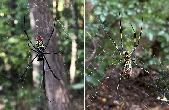 Joro spiders at Elachee Nature Science Center in Gainesville (Elachee Nature Science Center)