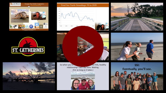 Georgia Sea Turtle Cooperative video of 2020 nesting season