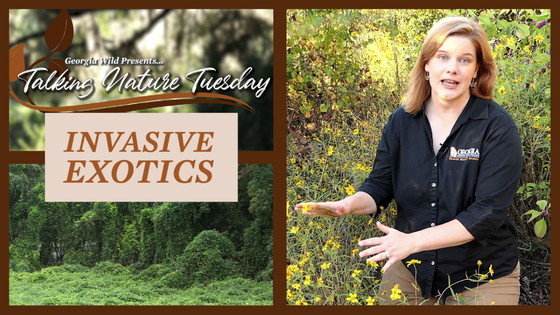 Talking Nature Tuesday on exotic invasive species