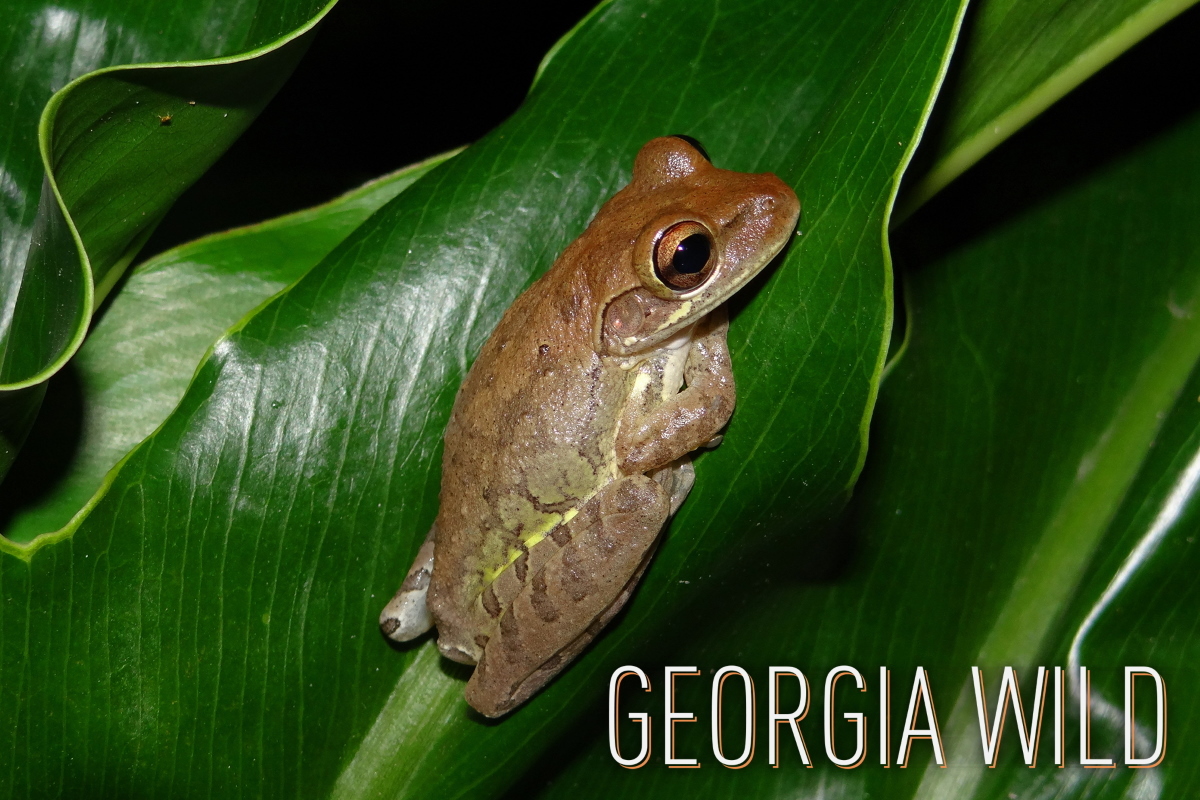 Georgia Wild masthead: Cuban treefrog (Brad Glorioso/USGS)