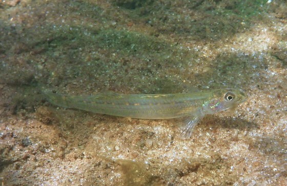 Florida Sand Darter