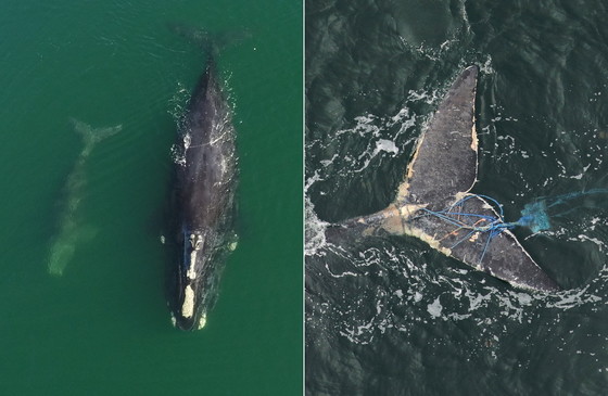 A mom-calf (DNR, under NOAA permit 20556) and the tail of the entangled whale (Clearwater Marine Aquarium Research Institute/NOAA permits 18786)