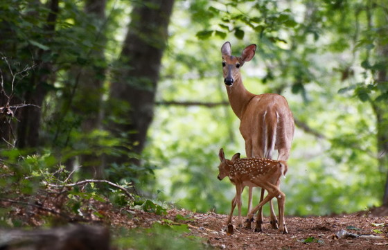 Doe with fawn (John Kelly/GNPA)