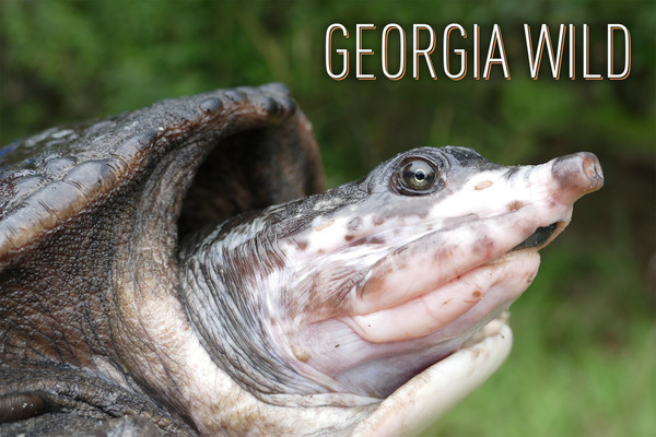 Georgia Wild masthead: Florida softshell turtle (Dirk J. Stevenson)