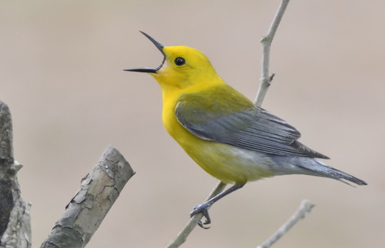 Prothonotary warbler singing (Tom Wilson/GNPA)