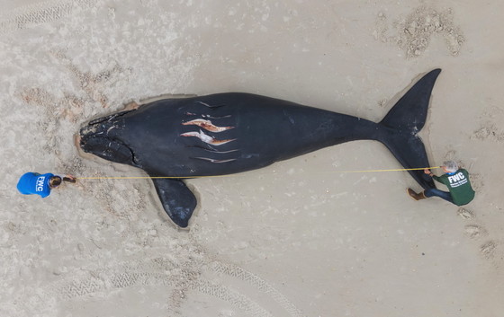 Right whale calf dead on beach (Tucker Joenz/Florida FWC, NOAA permit 18786)