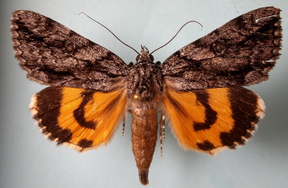 Grisatra underwing moth (James Adams/Dalton State College)