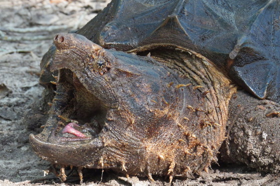 Alligator snapper close-up (Dirk J. Stevenson/Altamaha Environmental Consulting)