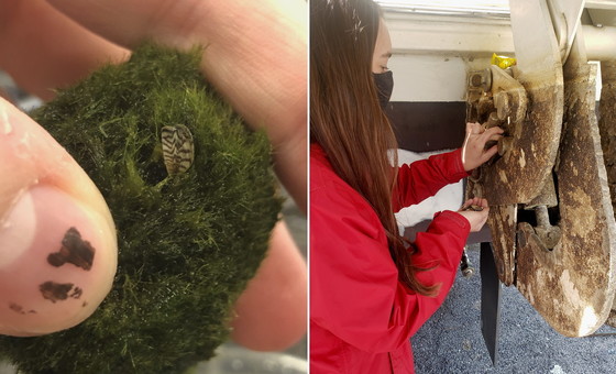 Zebra in a moss ball; (right) WRD tech Anna Raney collects zebras off the boat at Lanier (USGS, DNR)