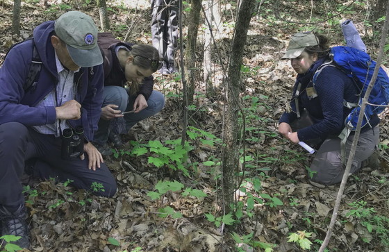 NatureServe's Sean O'Brien and Jackie Aliperti check out persistent trillium with WRD botanist Carlee Steppe. (Beth Quillian/DNR)