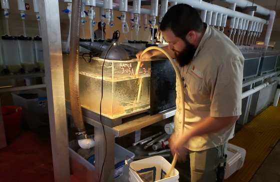 Jonathan Savarese siphons walleye fry for counting before stocking them into hatchery ponds at Go Fish. (DNR)