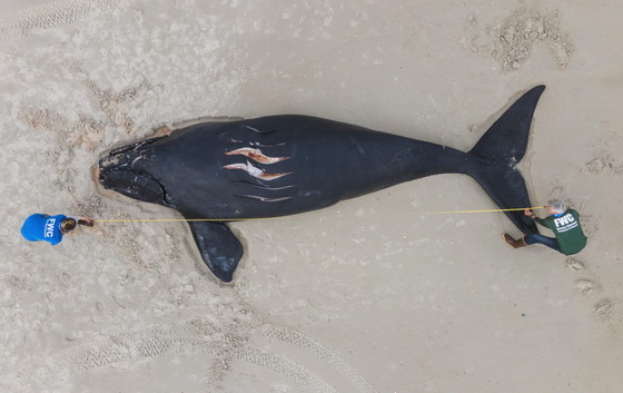 Florida FWC staff examine a right whale calf killed by boat strike (Tucker Joenz/FWC, under NOAA permit 18786)