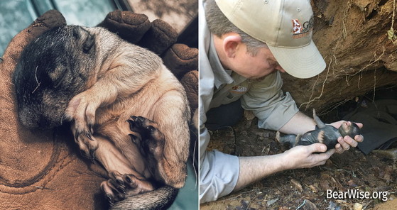 WRD staff check a fox squirrel pup (found in a kestrel nest box) and a newborn black bear.