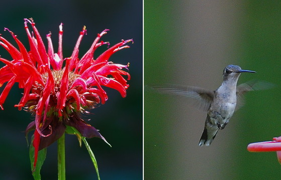 Bee balm can draw hummers, even in May (bee balm/Terry W. Johnson; hummingbird/Todd Schneider/DNR)