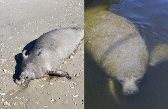Dead manatee in the mouth of the Altamaha; right, a mom and calf (DNR)