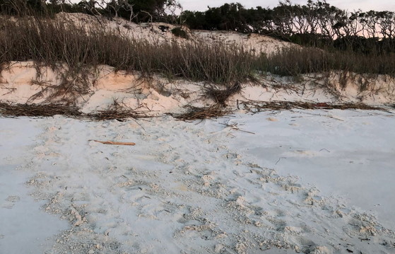 The season's first loggerhead nest, found on Little Cumberland (Russell Regnery/Little Cumberland Sea Turtle Project)