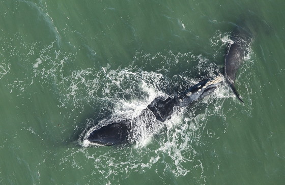 Right whale "Magic" with calf off the Georgia coast Jan. 4 (Florida FWC/NOAA permit 20556-01)
