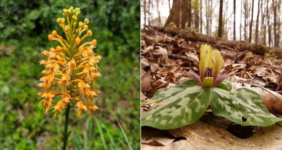 Chapman's fringed orchid, left, and relict trillium (DNR)