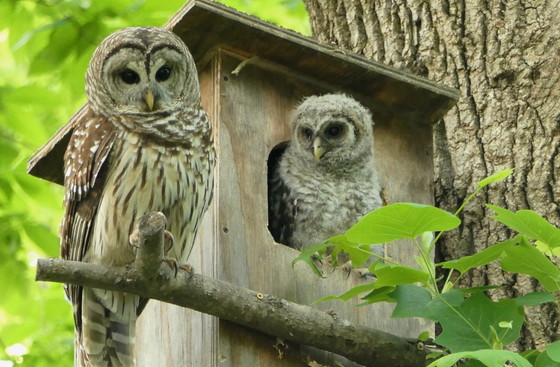 Adult barn owl and young (Linda May/DNR)